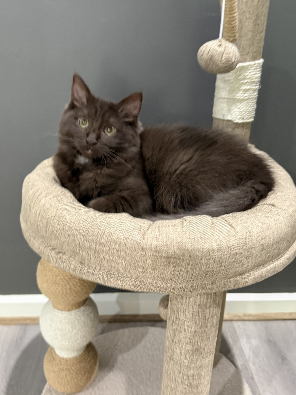 Integrated Cat Scratching Post and Bed