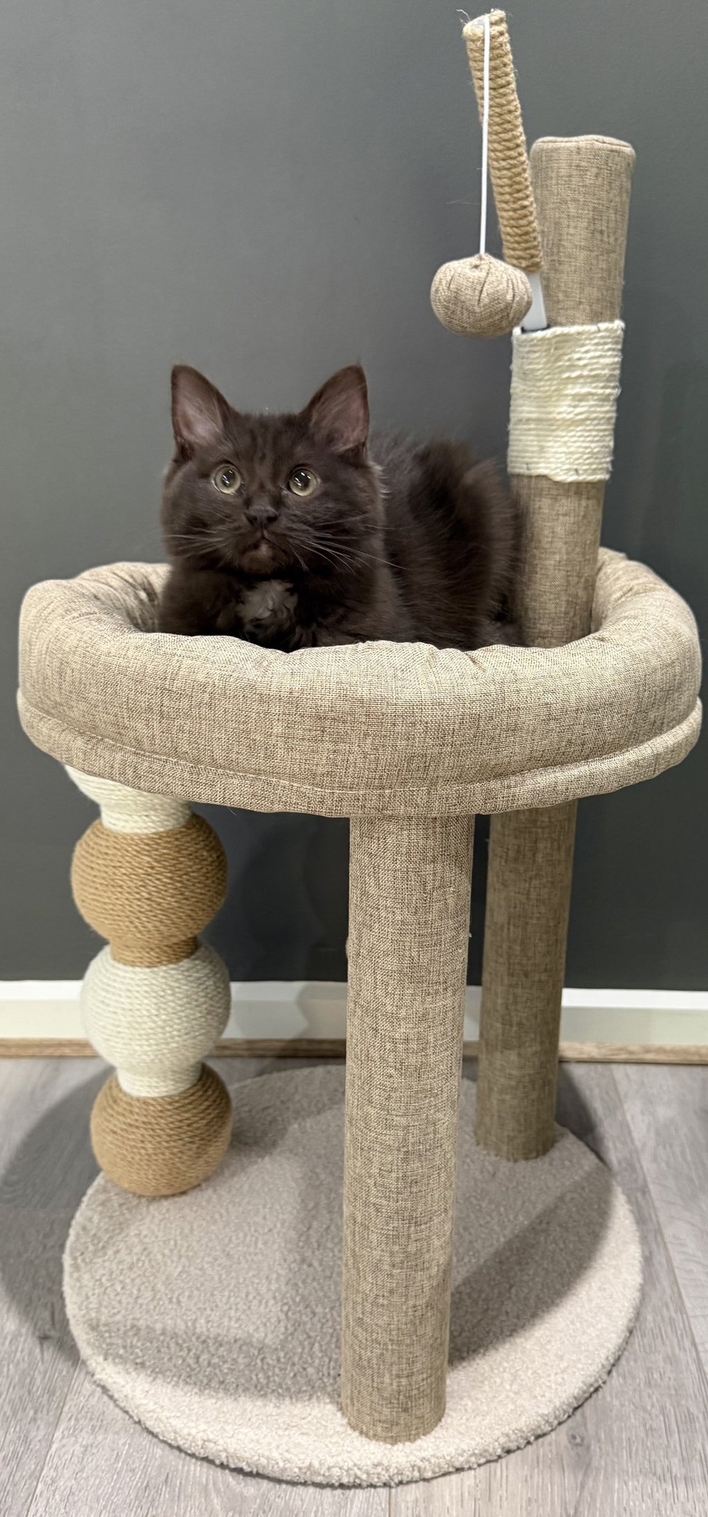 Integrated Cat Scratching Post and Bed